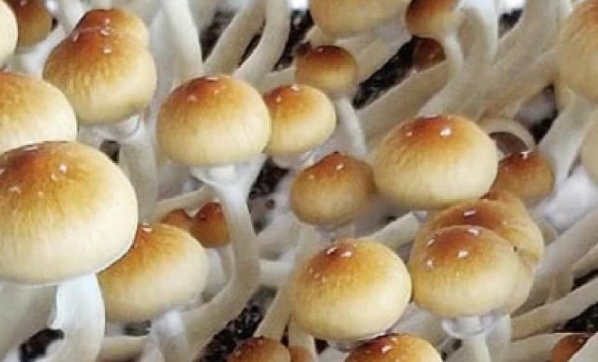 B+ Mushroom