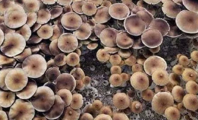pink buffalo magic mushrooms