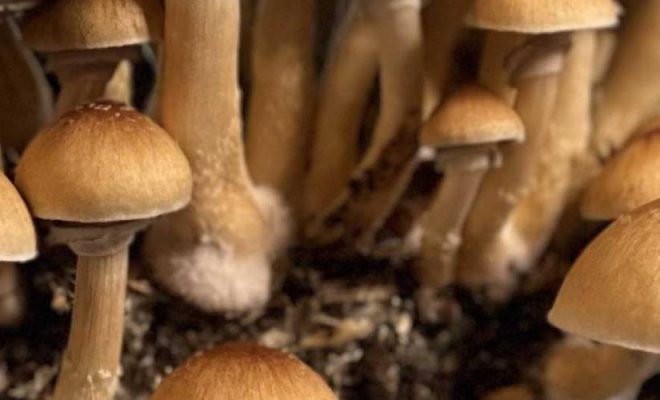 Mammoth Mushrooms