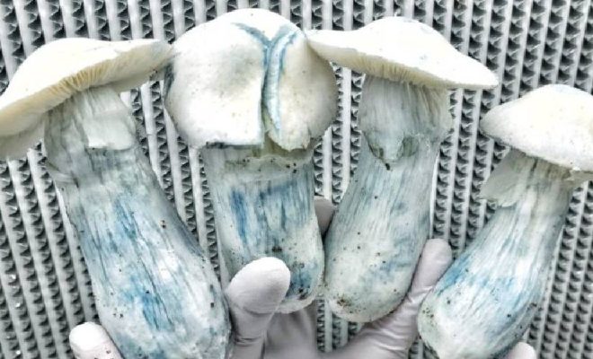 Albino Penis Envy