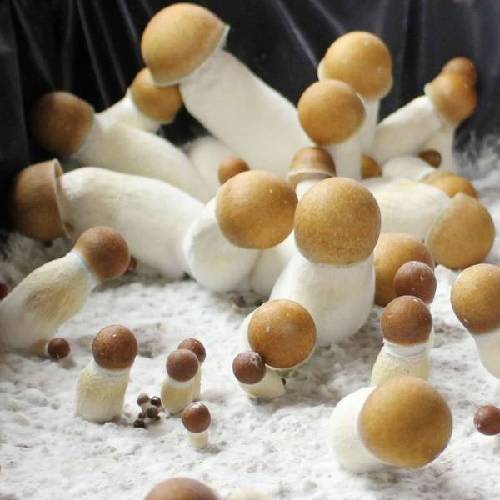Penis Envy Spores