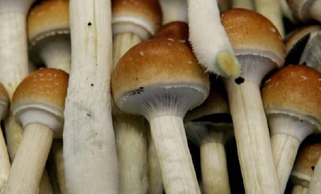 Penis Envy Mushroom