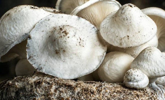 Yeti Mushroom Spores_ Tips for High-Quality Slide Preparation